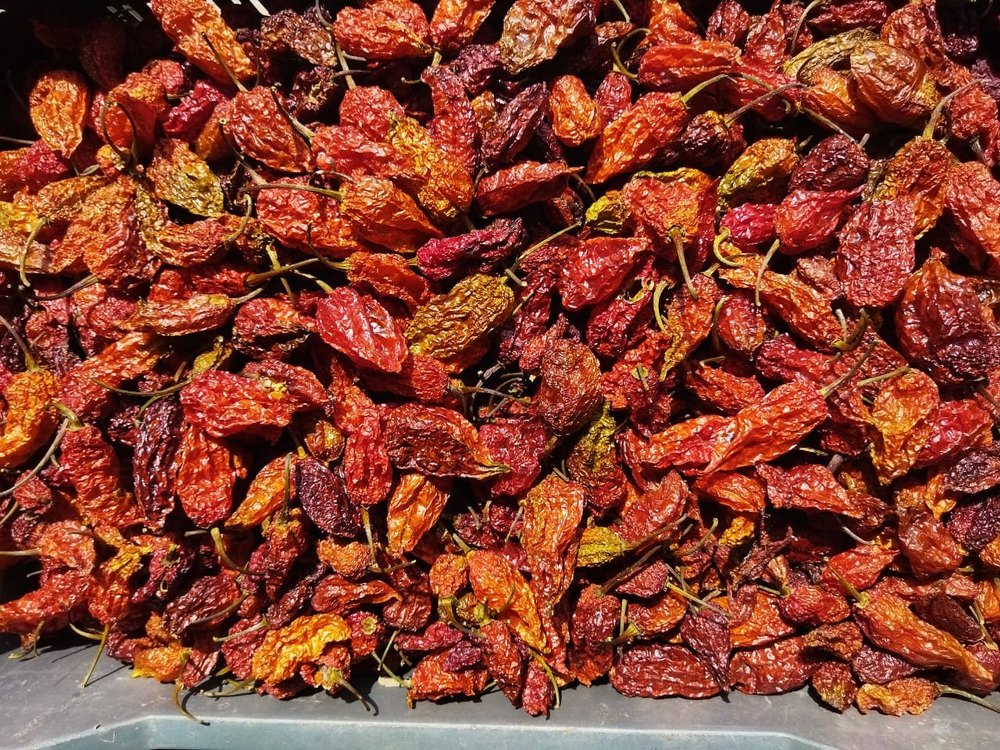 Dry King Chilli